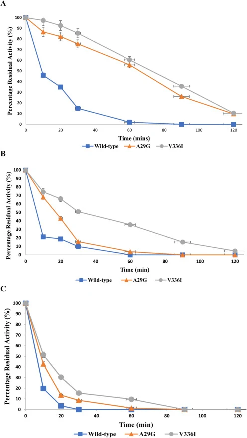 WT及两种突变体A29G和V336I在(A)60、(B)70和(C)75 °C下孵育120 min后的残余活性百分比。结果为三次重复实验的平均值。
