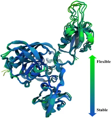 Regions of high flexibility are indicated in green and more stable regions are shown in blue for the thermally unstable wild type. Periodic structures from the 30 ns simulation are superimposed to show the final stages of unfolding at 345 K. (For interpretation of the references to colour in this fi