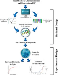 Engineering of serine protease for improved thermostability