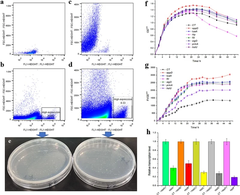 CRISPR-dCpf1介导的全基因组crRNA抑制文库用于高通量筛选解淀粉芽孢杆菌LB1ba02的生长特性基因。(a)对照菌液培养12小时的流式细胞术分析二维散点图。(b)二维散点图