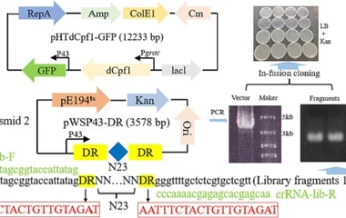基于CRISPR-dCpf1文库筛选解淀粉芽孢杆菌生长特性基因