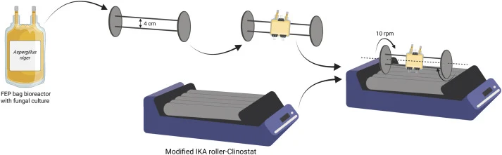 Diagram of Aspergillus niger growth under simulated microgravity via clinorotation, using a modified IKA roller-clinostat. The FEP bag bioreactors with the different tested culture medium compositions were incubated for 7 days at room temperature. Liquid samples were placed at a maximum of 2 cm from