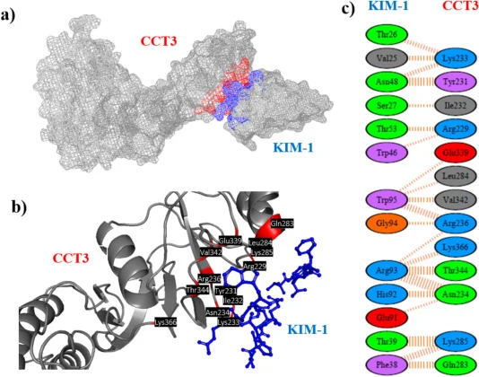 KIM-1和CCT3结合界面的比较表示。(a) KIM-1与CCT3对接的PyMOL全复合物视图。(b) PyMOL结构