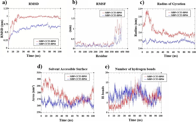 Structural stability and interaction profiles of MBP–CCT3–BP03 (red) and MBP–CCT3–BP04 (blue) over 100 ns molecular dynamics simulations with KIM-1. Plots show (a) backbone RMSD, (b) RMSF per residue, (c) number of hydrogen bonds, (d) solvent accessible surface area (SASA) and (e) radius of gyration