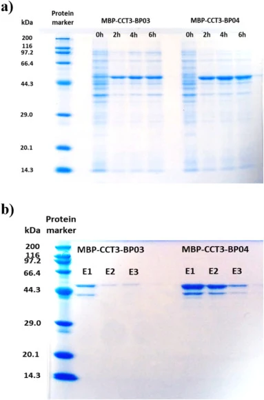 SDS-PAGE analysis for expression and purification of MBP-fused peptides. a) Expression of MBP-fused binding peptides. Lanes 0 h, 2 h, 4 h, and 6 h in both constructs represent IPTG induction time. b) Purification of MBP–fused binding peptides. Lanes E1–E3 represent the elution fraction number for ea