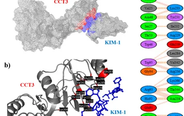 基于计算设计的CCT3衍生肽构建KIM-1电化学生物传感器