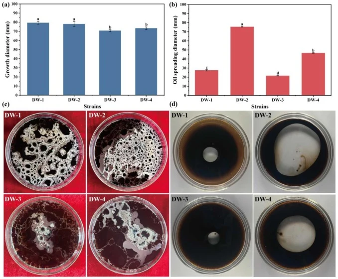 Screening of efficient heavy oil-degrading bacteria based on their growth performance (a, c) and oil displacement activity (b, d) on heavy oil. Error bars represent standard deviation of the mean (n = 3). Significant differences between groups are indicated by different lowercase letters above the e