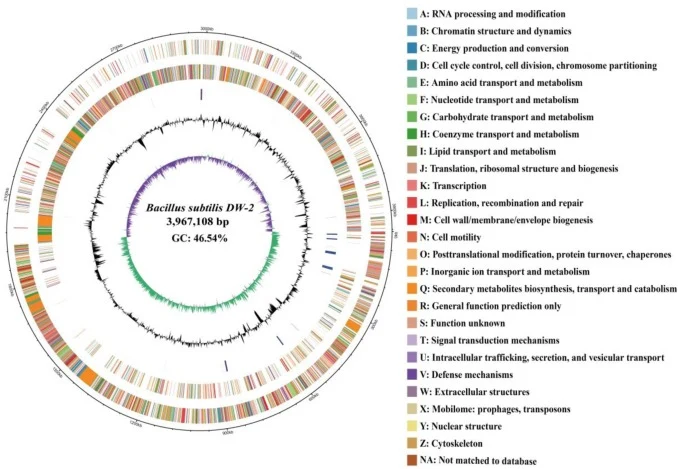 Genome circle map of B. subtilis DW-2. From the innermost to the outermost: ring 1 for genomic coordinates, ring 2 for genes on the positive chain, ring 3 for genes on the negative chain, ring 4 for distribution of rRNAs (blue) and tRNAs (red), ring 5 for GC content, and ring 6 for GC skew (green in