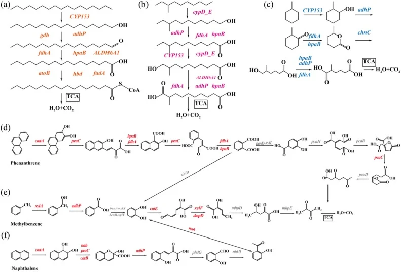 Predicted degradation pathways of B. subtilis DW-2 for n-alkanes and aromatics represented by n-heptadecane (a), 2-methyl-undecane (b), methyl-cyclohexane (c), phenanthrene (d), methylbenzene (e), and naphthalene (f). The orange, pink, blue and green, fonts represent the core genes present in the ba