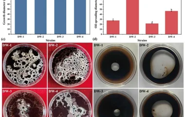 枯草芽孢杆菌DW-2：重油生物降采的基因组学解析