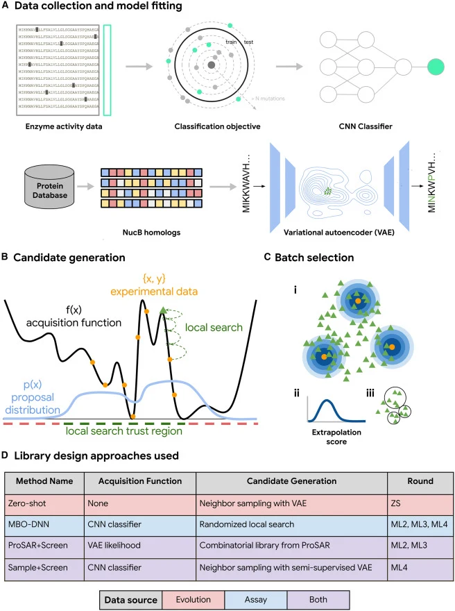 Our model-guided sequence design framework (TeleProt) (A) Models are trained on natural NucB homologs, data from prior rounds of experiments, or a combination of both. (B) Candidate generation seeks to find novel variants with high acquisition function scores. Generations are guided by either a “pro