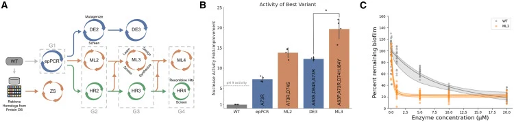 Machine learning paired with ultra-high-throughput screening designed a higher-activity nuclease enzyme than directed evolution using the same screening platform (A) We ran parallel enzyme optimization campaigns using traditional directed evolution (DE, blue), ML-guided design (ML, orange), and hit