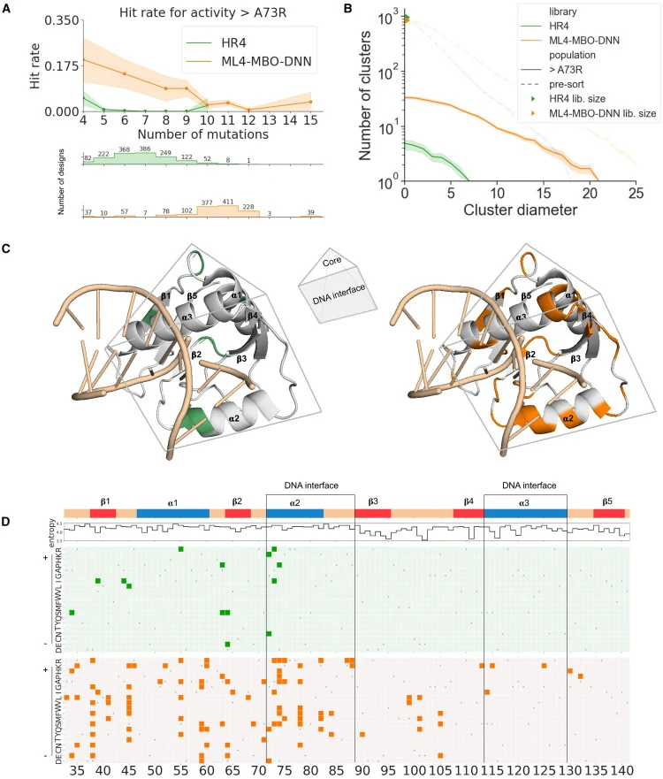 Pooled screening of ML-designed libraries alongside non-ML libraries reveals the extent of our method’s improvement to hit rates and diversity (A) In G4, the 1,356 designs from our MBO-DNN sequence design technique (ML4-MBO-DNN, orange) have a far higher hit rate than the 1,540 designs from hit reco
