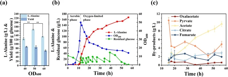 Effect of thermal induction on l-alanine fermentation using strain B0016-060BC in 5-L bioreactor. (a) Effect of the timing of thermal induction on the production of l-alanine. (b) Fermentation results with thermal induction at cell density of an OD600 value of 50. (c) Accumulation of byproducts with