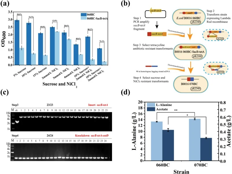 Using sucrose-NiCl2 selection to build a scarless genome-editing approach and construct B0016-070BC. (a) Effect of sucrose and NiCl2 on the growth of strain containing the sacB-tetA gene. (b) The process of deleting the eutD gene using genome-editing approach with sucrose and NiCl2 selection. (c) Ve