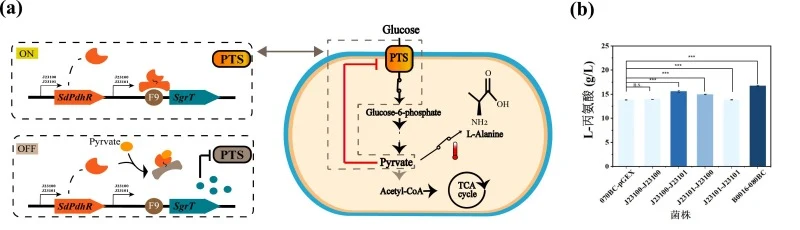 The effect of dynamic regulation of glucose assimilation on l-alanine production using strain B0016-070BC in shake-flask experiment. (a) Function of the glycolysis-control device mediated by pyruvate sensing for l-alanine production. (b) Effect of overexpressing the glycolysis-control device on reco