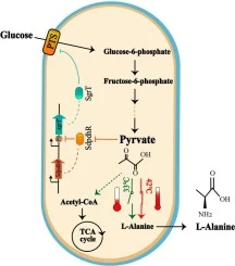 Dynamically metabolic engineering overflow metabolism for ef