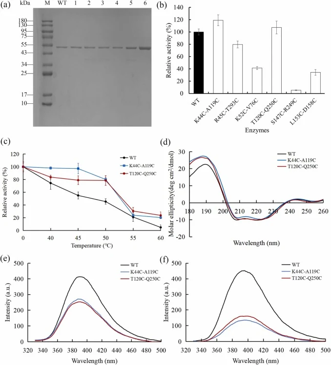SDS-PAGE, enzyme activity, thermostability, and spectroscopy analysis of κ-carrageenases. (a) SDS-PAGE analysis of κ-carrageenases. Lane M is the protein molecular weight marker; Lane WT is wild-type κ-carrageenase; Lanes 1–6 are the purified variants K44C-A119C, R45C-T293C, K52C-V76C, T120C-Q250C,