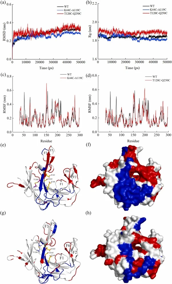 Molecular dynamics and conformational stability analysis of κ-carrageenases. The GROMACS 5.1.4 program was used to simulate the molecular dynamics with the GROMOS96 54a7 force field. (a) The root mean square deviation (RMSD) of wild-type κ-carrageenase (WT), K44C-A119C, and T120C-Q250C at 323 K. (b)