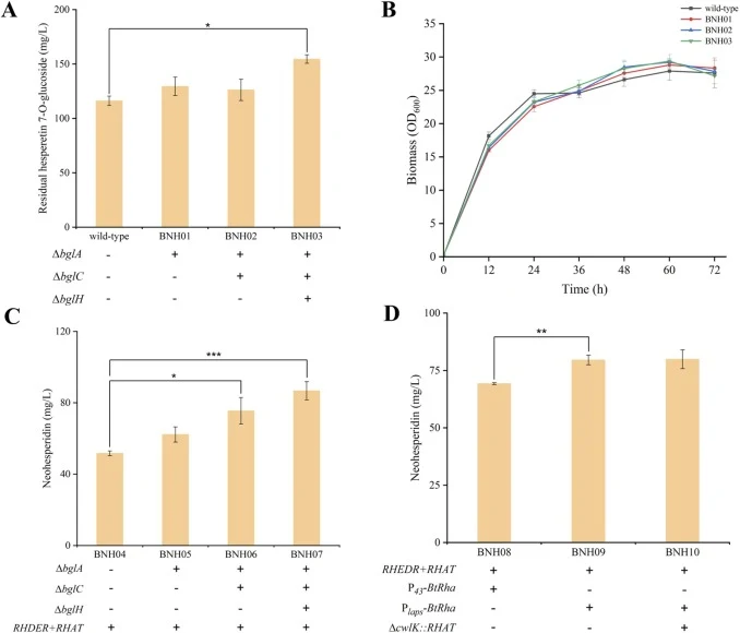 Engineering B. subtilis for bioconversion of hesperidin to neohesperidin. (A) Inhibiting degradation of hesperetin 7-O-glucoside in the wild-type, BNH01, BNH02 and BNH03. 300 mg/L hesperetin 7-O-glucoside was tested. (B) Cell growth of the wild-type, BNH01, BNH02 and BNH03. (C) Expression of RHDER a
