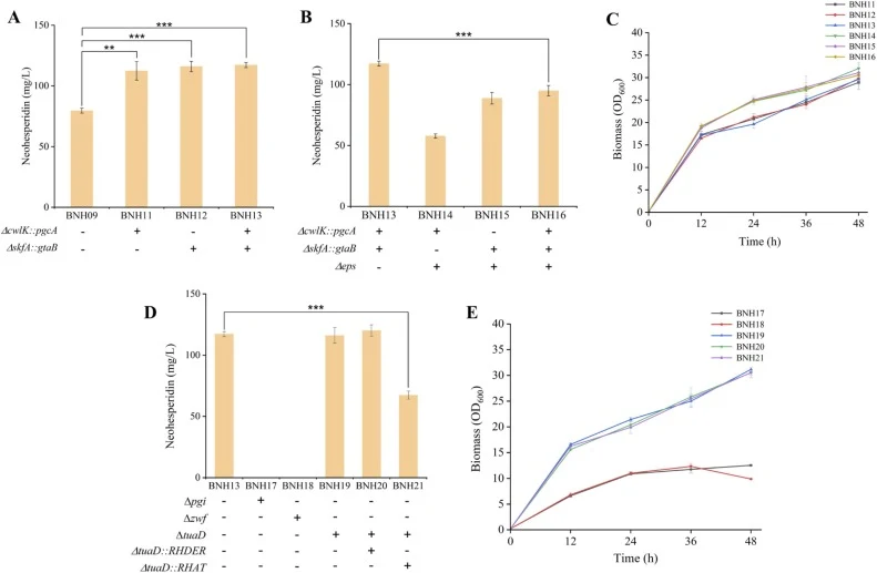 Optimization of the UDP-Rha synthesis pathway. (A) Overexpression of pgcA and gtaB for improvingneohesperidin titer. (B) Effect of deleting eps-operon cluster on neohesperidin biosynthesis. (C) Cell growth of deleting eps-operon strains. (D) Effects of competing-pathway knockout and increased copy n