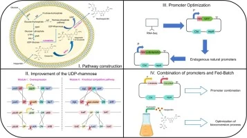 Combinatorial metabolic engineering enables efficient biocon