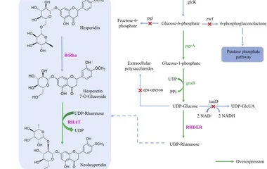 枯草芽孢杆菌组合代谢工程实现橙皮苷向新橙皮苷的高效生物转化