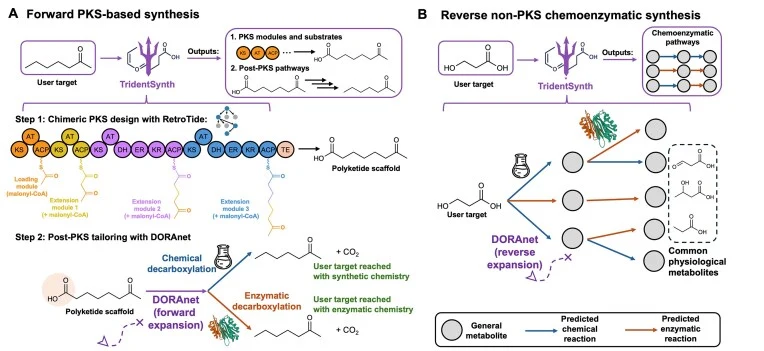 TridentSynth performs both PKS-based forward synthesis and non-PKS retrosynthesis. (A) If a PKS-based synthesis route is