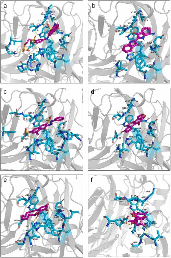 Molecular docking results obtained for laccase with molecules of RBBR: (a) Indigo; (b) Acid red; (c) Zearalenone; (d) Aflatoxin B1; (e) or vomitoxin (f). The redpurple models represent molecules. The yellow dashes indicate H-bonds. RBBR, Remazol Brilliant Blue R.