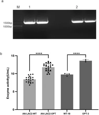 Construction and selection of recombinant A. niger expressing Lac2 and Lac2-OPT. (a) Electrophoresis pattern of PCR products for Lac2 and Lac2-OPT. Lane M represents the 250 bp DNA marker; lanes 1 and 2 are PCR amplification products of Lac2 and Lac2-OPT, respectively; (b) Comparison of the enzyme a