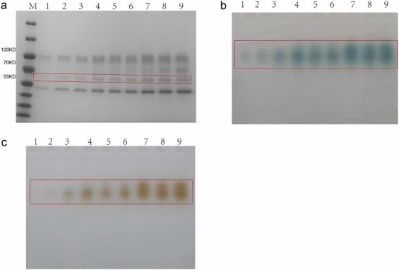 重组漆酶rLac2的SDS-PAGE和Native-PAGE分析。(a) 漆酶生产的SDS-PAGE分析;M,分子量标记;泳道1–9,分别为21 h、45 h、68 h、93 h、116 h、140 h、164 h、188 h和213 h的培养上清液;(b) 漆酶生产的PAGE酶谱分析。