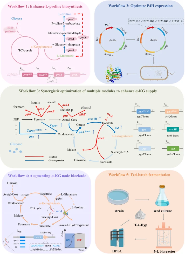 Schematic diagram of systematic metabolic engineering strategies for the synthesis of trans-4-hydroxy-L-proline in E. coli . This diagram illustrates the core metabolic engineering strategies employed in this study to construct a T-4-Hyp high-yielding strain. Blue lines indicate genes or pathways th