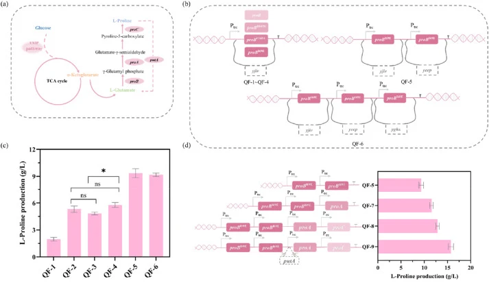 Engineering of the L-Pro biosynthetic pathway and its impact on L-Pro accumulation. (a) Schematic diagram of L-Pro biosynthesis and degradation pathways in E. coli. (b) Construction strategy for feedback-resistant proB variants and strains with optimized copy number of proB I69E. (c) Effects of diff