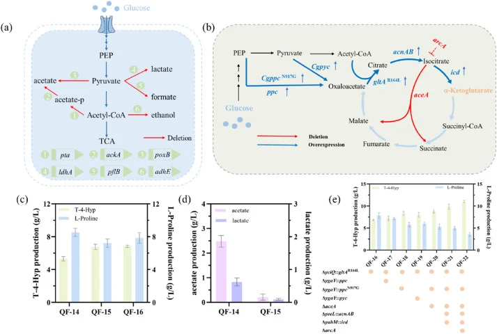 Multi-module synergistic optimization of α-KG supply to enhance T-4-Hyp biosynthesis. (a) Schematic diagram of strain construction strategies for blocking byproduct biosynthetic branches (acetate, lactate, formate, and ethanol). Blue arrows indicate the direction of metabolic flux; red arrows indica