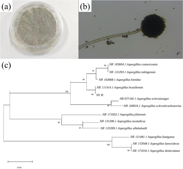 菌株在(a)平板培养和(b)显微镜下的形态特征;(c)基于曲霉菌属18S rDNA序列构建的系统发育树。