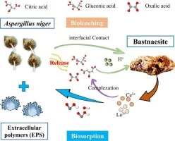 The biological weathering of bastnaesite by Aspergillus nige