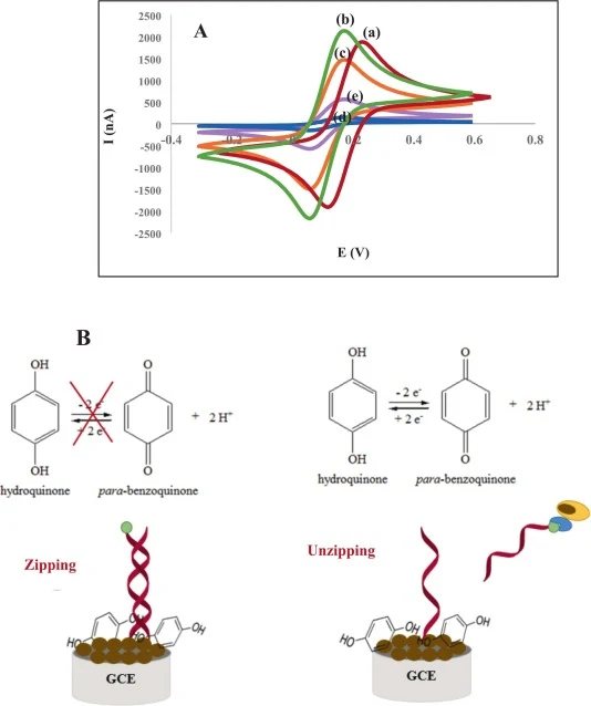 (A) Electrochemical behaviors of (a) GCE/2D Mn-uNF-HQ, (b) GCE/2D Mn-uNF-2-MD-HQ, (c) GCE/2D Mn-uNF-2-MD-HQ/Anchor DNA, (d) GCE/2D Mn-uNF-2-MD-HQ/Anchor DNA/Ligand DNA, (e) GCE/2D Mn-uNF-2-MD-HQ/Anchor DNA/Ligand DNA/Hela cells (5 × 103); (B) The signaling mechanism of the designed TGT biosensor bas