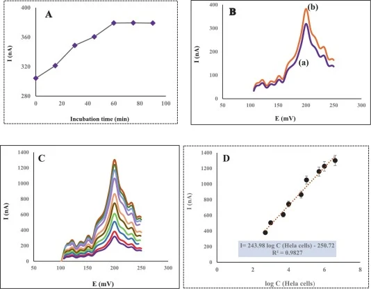(A) DPV signals of 12 pN TGT biosensors during 90 min incubation with 5 × 102 Hela cells; (B) DPV signals of GCE/2D Mn-uNF-2-MD-HQ/Anchor DNA/Ligand DNA (a) before and (b) after a 60-min incubation with 5 × 102 HeLa cells; (C) DPV signals of 12 pN TGT biosensor after the incubation with 0, 5× 102, 1