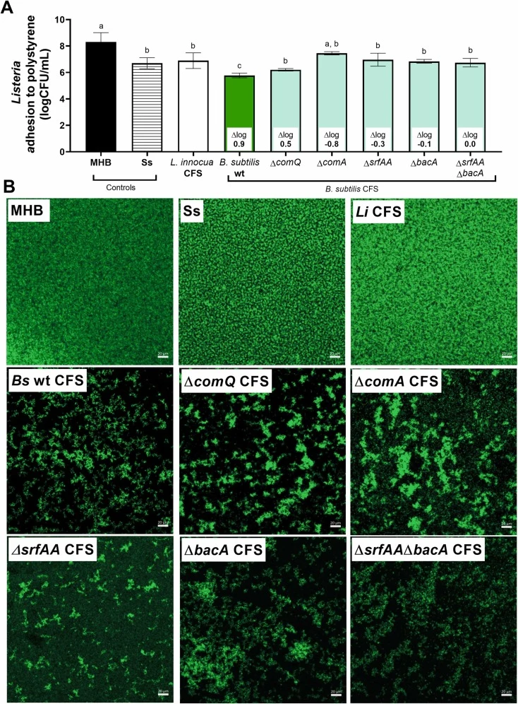 Biofilm formation of L. innocua on polystyrene surface in Mueller Hinton broth (MHB), saline solution (Ss) and exposed to L. innocua cell free supernatant (CFS) or B. subtilis CFS of wild-type (wt), ΔcomQ, ΔcomA, ΔsrfAA, ΔbacA and the double mutant ΔsrfAAΔbacA strains, presented as (A) adhesion to p