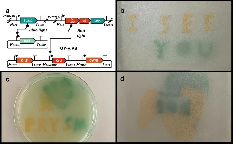 Cells were deposited on YNB agar by evaporating a layer of cells suspended in water overnight. Plates were exposed to 5% red light for 24 h through a mask, followed by 100% blue light for 24 hours through a mask. a Genetic circuit for OY- γ.RB (Red-Blue). b Imprinting letters spelling ‘I SEE YOU’. c