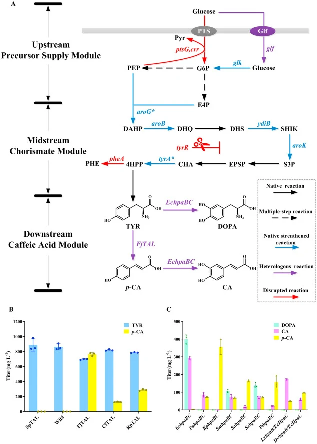 构建CA生物合成途径。(A) 生产CA及相关副产物的生物合成途径示意图。(B) 筛选不同来源的TAL。(C) 筛选不同来源的HpaBC。基因对应的酶:ptsG,PTS系统。