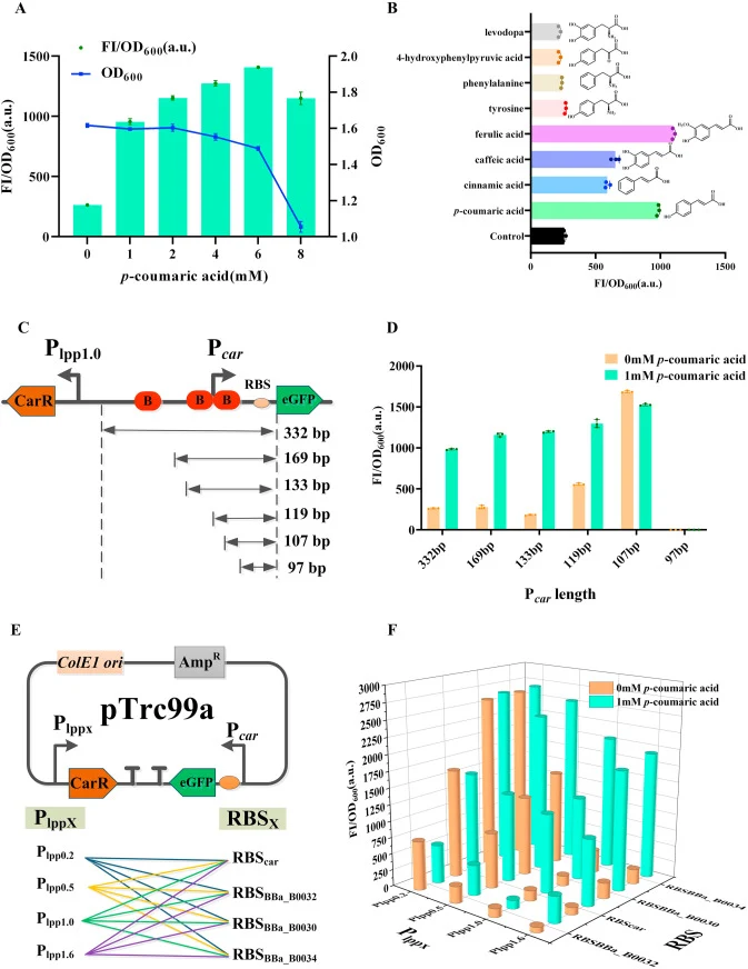 Construction and optimization of a p-CA biosensor system. (A) The fluorescence intensity profile and OD600 of the strain containing the p-CA biosensor in different concentrations of p-CA. (B) Determination of the specificity of the p-CA biosensor. (C) Identification of the P car region by gene trunc