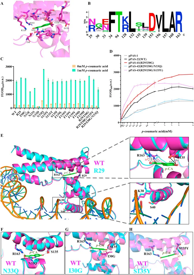 Engineering of the CarR regulator. (A) The amino acid residues in the 5 Å around of effector p-CA of CarR. (B) Multiple sequence alignment between CarR of A. woodii and other 100 CarR homologs. Weblogo plot revealed amino acid bias at the positions R29, I30, N33, F34, T94, K128, L132, S135, F139, D1