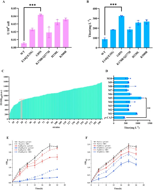 Application of biosensor-based HTS platform. (A) The enzymatic activity of FjTAL variants screened by the HTS platform. (B) p-CA production of the strains carrying different FjTAL variants. Cells were grown in FM2 medium with 20 g L−1 glucose as the sole carbon source, and cultures were sampled afte