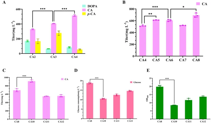 Construction of a high-yield CA strain. (A) Effect of overexpressing FjTAL and EchpaBC genes on CA synthesis. (B) The effect of chorismate pathway enhancement on CA synthesis. The effect of glucose utilization system replacement on: CA synthesis (C), glucose consumption (D), cell growth (E) All data