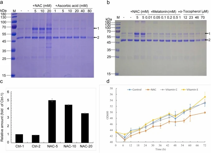Effects of different concentrations of antioxidants on the yields of HSA-pFSHβ in the culture medium of the F strain. (a) Effects of 5, 10, and 20 mM NAC or 1, 5, 10, 20, 40, and 80 mM ascorbic acid (Vc) on the yields of HSA-pFSHβ (indicated by arrow 1) in the culture medium of the F strain. (b) Eff