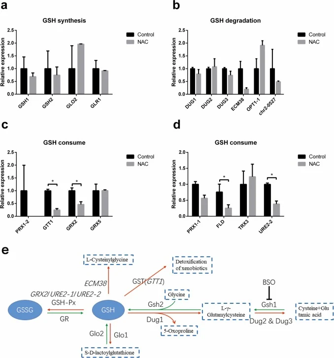 Effect of NAC on the transcription levels of genes involved in GSH metabolism. Relative transcription of genes involved in GSH synthesis (a), degradation (b), and consume (c and d) in FTom20 strain dealt with or without NAC. β-actin was used as an internal control for normalization of gene expressio