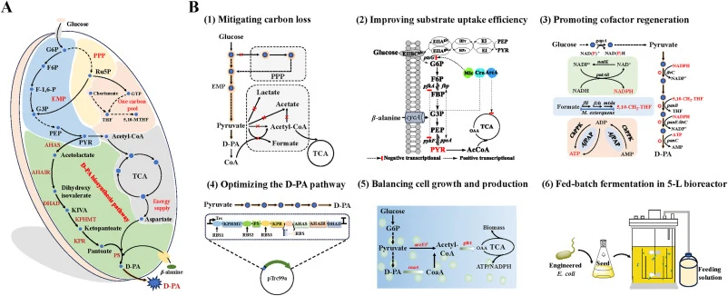 Schematic representation of D-PA production in engineered E. coli. (A) D-PA biosynthetic pathway in E. coli. (B) Summary of metabolic engineering strategies applied in this study. EMP, Embden-Meyerhof-Parnas; PPP, pentose phosphate pathway; TCA, tricarboxylic acid cycle; G6P, glucose-6-phosphate; F6