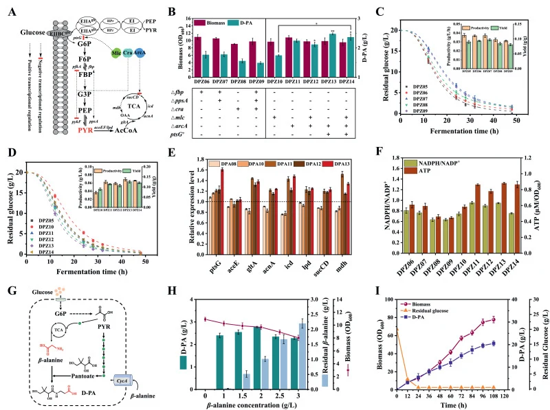 Effects of enhancing glucose and β-alanine utilization on D-PA production. (A) Schematic representation of Mlc, Cra, and ArcA regulatory networks. (B) D-PA titer and biomass of different strains. (C, D) Fitted curves of glucose consumption, productivity and yield in different strains. (E) Transcript