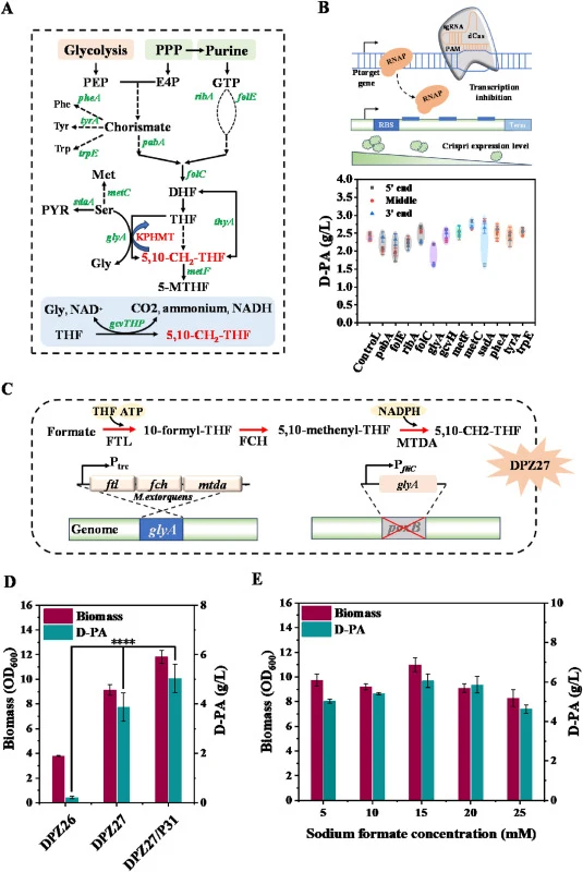 Rewiring the 5,10-CH2-THF biosynthetic pathway to enhance D-PA production in E. coli. (A) Schematic representation of the native 5,10-CH2-THF biosynthetic pathway and associated genes in E. coli. (B) Effects of CRISPRi-mediated repression of key genes in the native 5,10-CH2-THF biosynthetic pathway